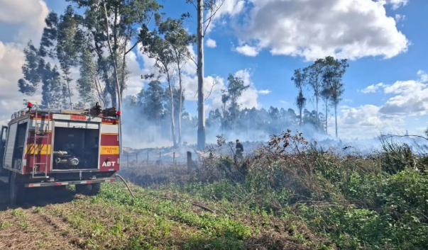 Incêndio atinge plantação de eucaliptos em Linha Palmeira.
